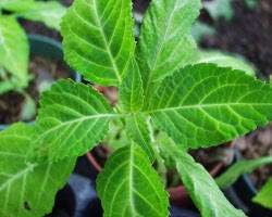 Salvia Divinorum